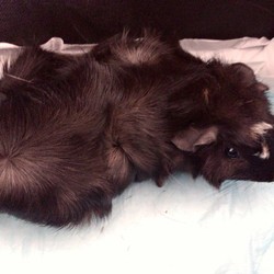 黒音がそろそろ…