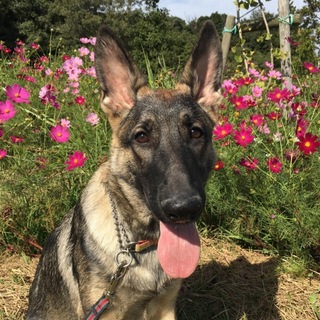 甘えん坊のシェパード