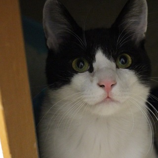 人が大好き！ストーカーしちゃうイケにゃん凛くん！