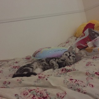 とっても可愛いアメショの男の子です