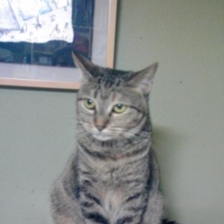 大きなキジトラの女の子