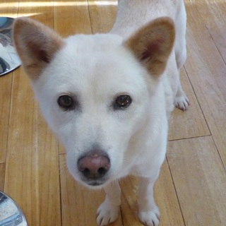 穏やかで無駄吠えの無い、美和犬です