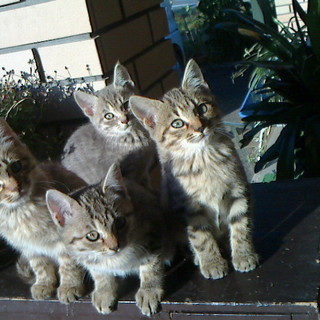 里親さん探しています。3ヶ月の子です。