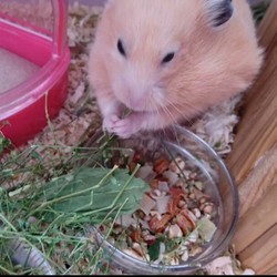 ハコベの葉を食べるモモちゃん(キンクマ)