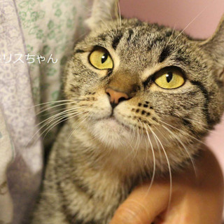 アメリカンカール　ドリスちゃん　里親募集中！