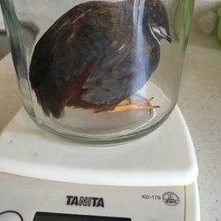 「行方不明？！」サムネイル1