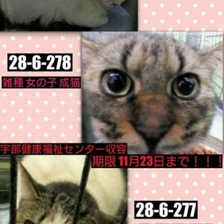 時間がありません！助けてください！