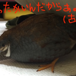 「行方不明？！」サムネイル3