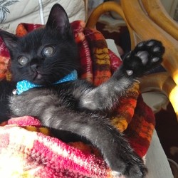 「子猫の匂い」サムネイル1