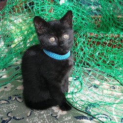 「子猫の匂い」サムネイル3