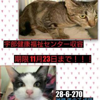 命の期限が迫っています！！時間がありません！