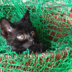 「子猫の匂い」サムネイル2