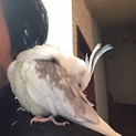 手乗りオカメインコです