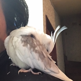 手乗りオカメインコです