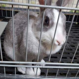 かわいいこばかり