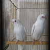 セキセイインコのペア サムネイル2