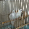 セキセイインコのペア サムネイル3