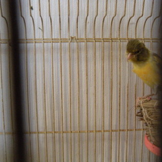 カナリアのオスの里親さがしてます。