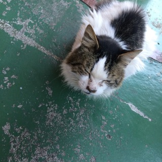  緊急  【本厚木 人が大好きな小さな命】