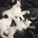 2匹飼いたい方にオススメです！！1匹だけでもok！