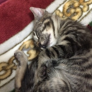 募集一時停止中