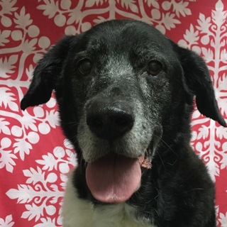 優しいオレオくん