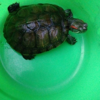 ミドリガメ