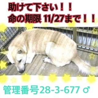 優しいワンちゃんです！