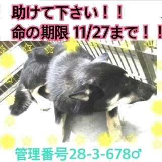 まだ死にたくありません！家族にしてください！