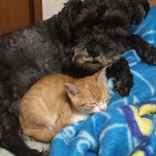 鳴き声に特徴がある茶トラくんです