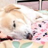 れいとうみかん