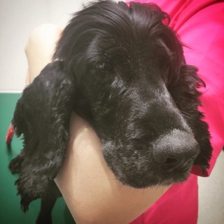 人が大好き！甘えん坊Eコッカー★ニコール