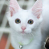 ターキッシュアンゴラみたいな白猫 サムネイル3