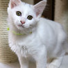 ターキッシュアンゴラみたいな白猫 サムネイル5