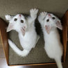 ターキッシュアンゴラみたいな白猫 サムネイル7