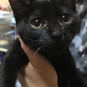 里親決定。黒猫ナナちゃんワクチン済