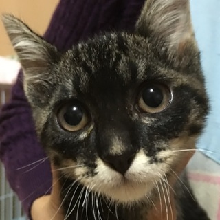 里親決定。ルリちゃんワクチン済