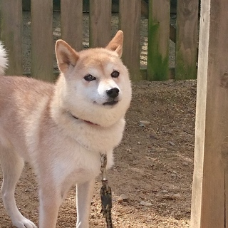 フレンドな良い子！小桜ちゃん