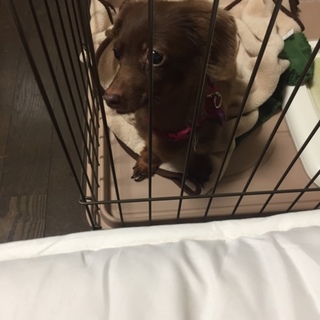 チワックスのココアばあちゃん里親募集