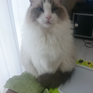 募集再開します。4歳のラグドール男の子です