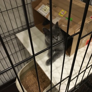 ブリティッシュショートヘアのオス猫。5ヶ月