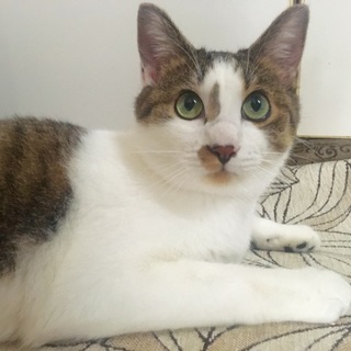 大きめ足長小顔スタイル良し！甘えん坊の1歳です