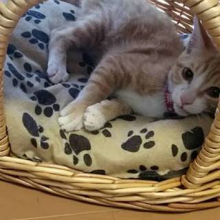 この子の里親になってもらえませんか！