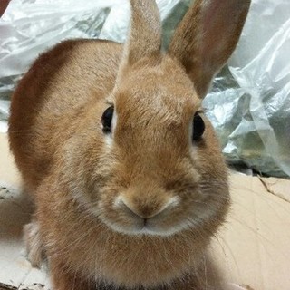 <交渉中>保護うさぎ　アルトくん