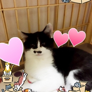 ヒゲダンスお嬢さん4ヶ月