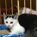 クロシロ猫ちゃん里親募集