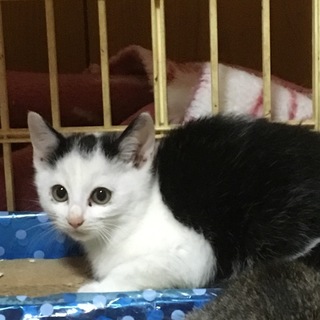 クロシロ猫ちゃん里親募集