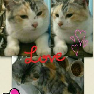 11月24日まで助けてください！時間がありません！