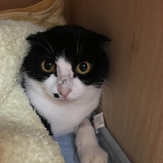 事故にあった猫ちゃん