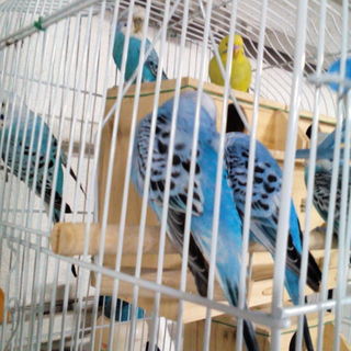 ピーちゃん残り、メス１羽のみです